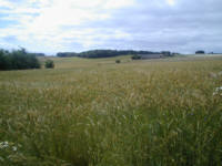 korn.jpg (6392 bytes)