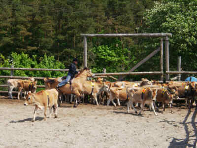 WESTERN-STAEVNE 2002-05-26-D.jpg (18429 bytes)