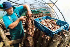 Plukker.jpg (10952 bytes)